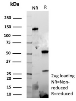EPHB4 Antibody