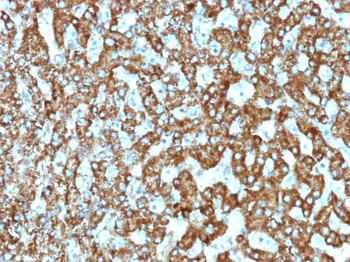 EPHB4 Antibody