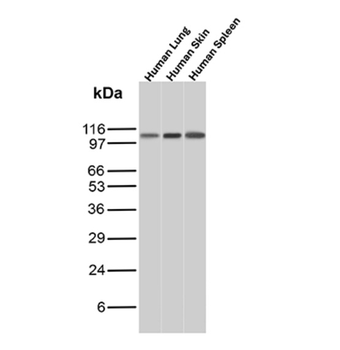 EPHB4 Antibody