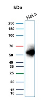 CA9 Antibody