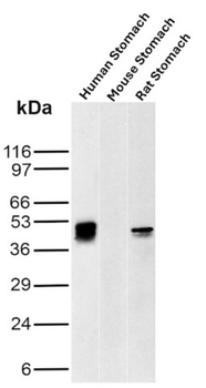 CA9 Antibody