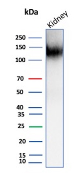 CDH16 Antibody