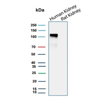 CDH16 Antibody