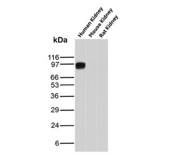 CDH16 Antibody