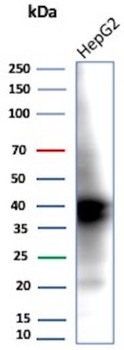 AKR1C1 Antibody