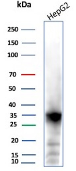 AKR1C1 Antibody