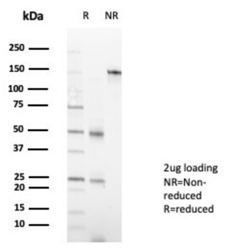 MZF1 Antibody