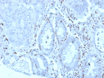 MZF1 Antibody
