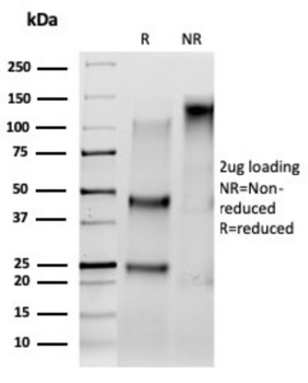 SRF Antibody