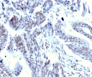 SRF Antibody
