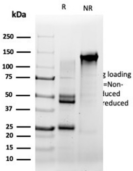SRF Antibody