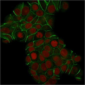 CDH1 Antibody