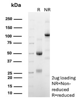CD5 Antibody