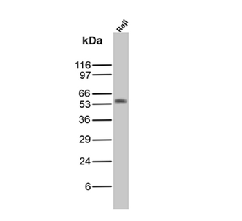 CD5 Antibody