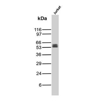 CD5 Antibody