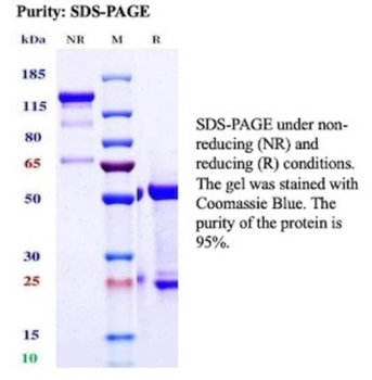 NECTIN4 Antibody