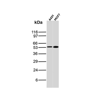NECTIN4 Antibody