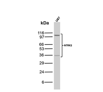 NECTIN4 Antibody