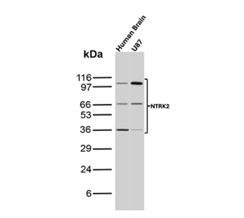 NECTIN4 Antibody