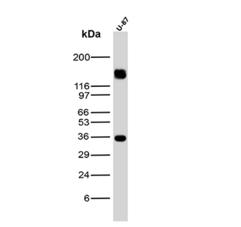 NECTIN4 Antibody