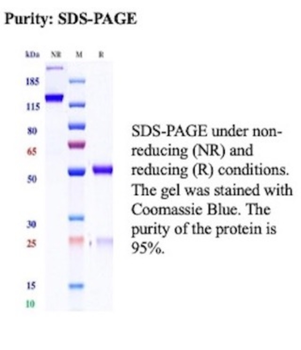UPK2 Antibody