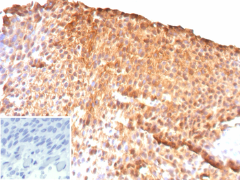 UPK2 Antibody