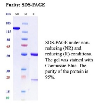 BST2 Antibody