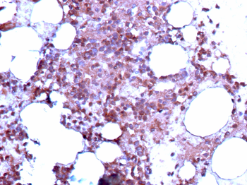 BST2 Antibody