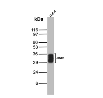BST2 Antibody