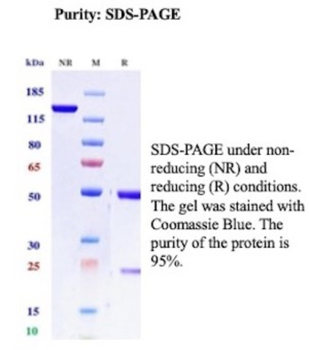 BST2 Antibody
