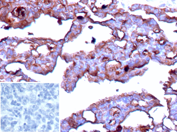 BST2 Antibody