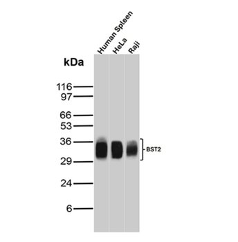 BST2 Antibody