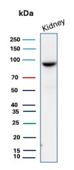 STAT6 Antibody