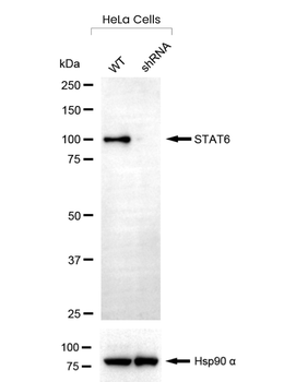 STAT6 Antibody