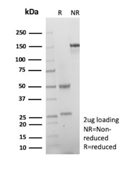 PRPH Antibody