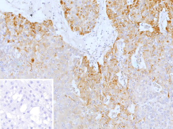 PRPH Antibody