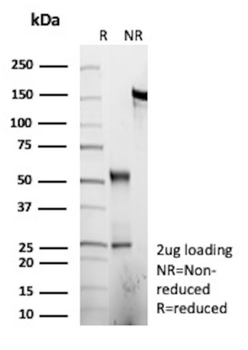 PRPH Antibody