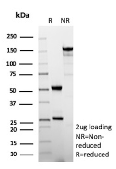 CXCR5 Antibody