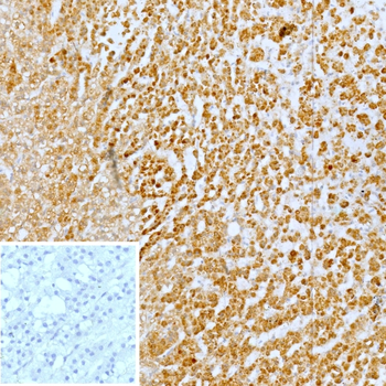 CXCR5 Antibody