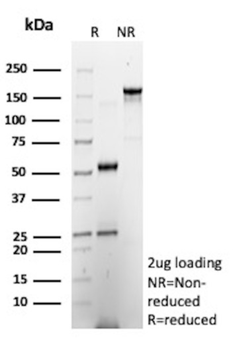 CXCR5 Antibody