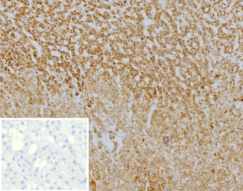 CXCR5 Antibody