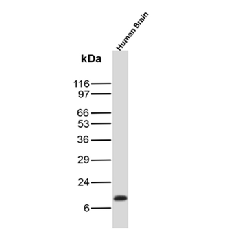 PVALB Antibody