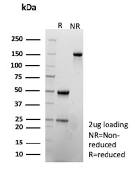 SLAMF7 Antibody