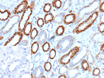 SLAMF7 Antibody