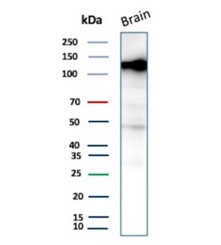 BCOR Antibody