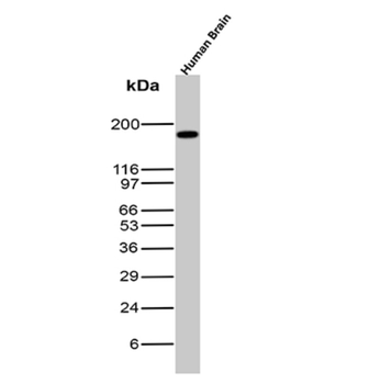 BCOR Antibody