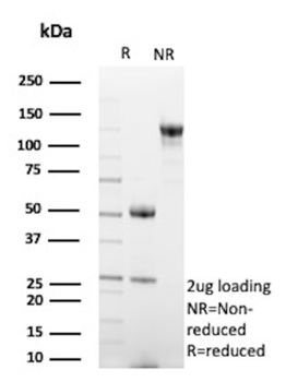 EGFL7 Antibody
