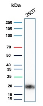 EGFL7 Antibody