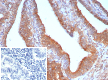 EGFL7 Antibody