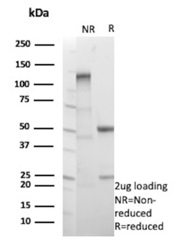 EGFL7 Antibody